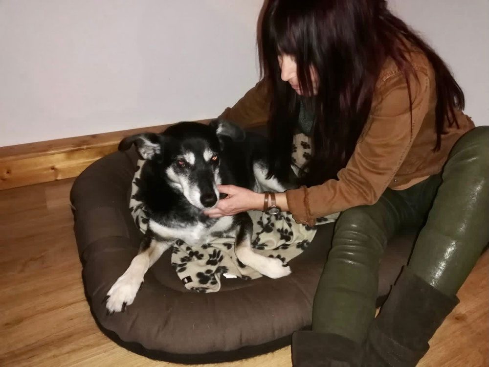 Hund liegt entspannt auf einer Decke in der Praxis